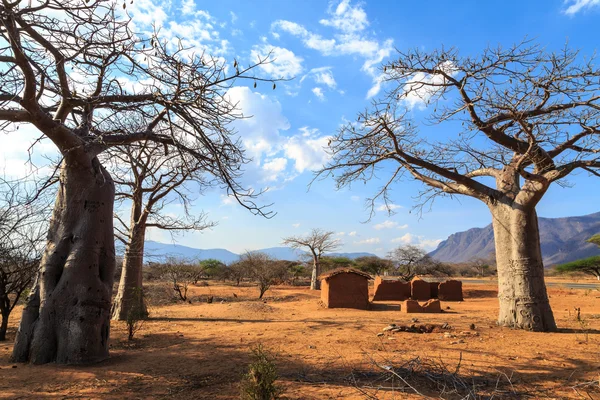Casa circondata da alberi di baobab in Africa — Foto Stock