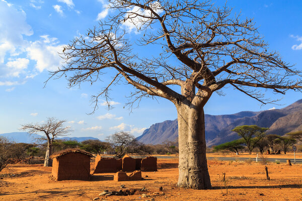 Дом, окруженный деревьями баобаба в Африке
