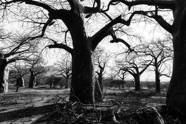 Boabab フォレストのバオバブの木のトランク — ストック写真