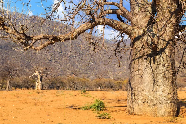 ลําต้นของต้น baobab ในป่าเถื่อน — ภาพถ่ายสต็อก