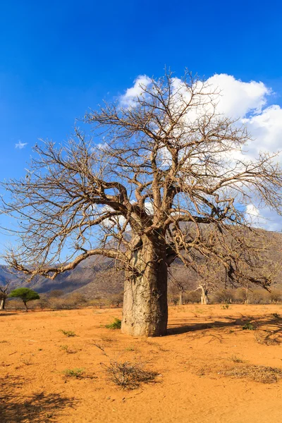 Baobab stromy v údolí v Tanzanii — Stock fotografie