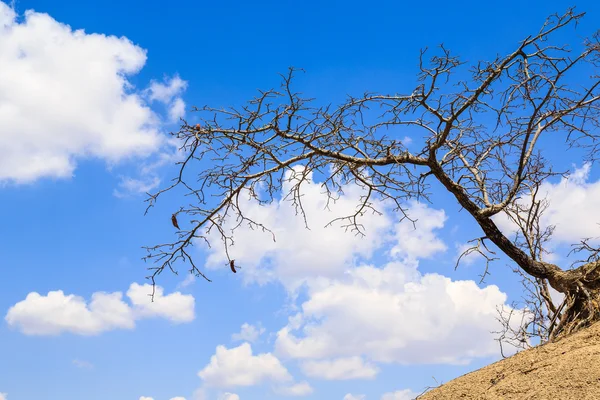 Árbol de acacia contra un cielo azul nublado —  Fotos de Stock