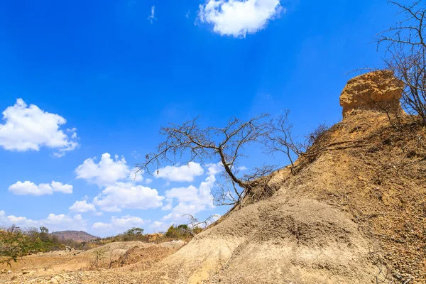 Acacia boom tegen een bewolkte blauwe hemel — Stockfoto