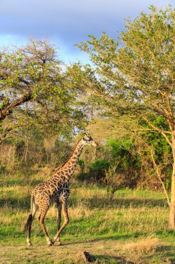 Tipik bir Afrika manzara ile yürüyüş zürafa