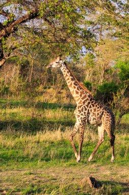 Tipik bir Afrika manzara ile yürüyüş zürafa