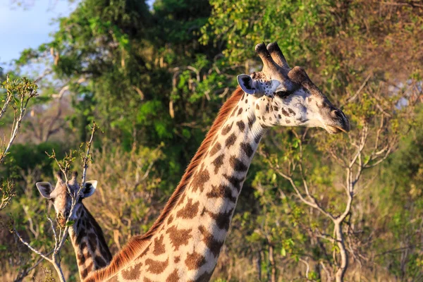 Giraffe in Nahaufnahme in afrikanischer Landschaft — Stockfoto