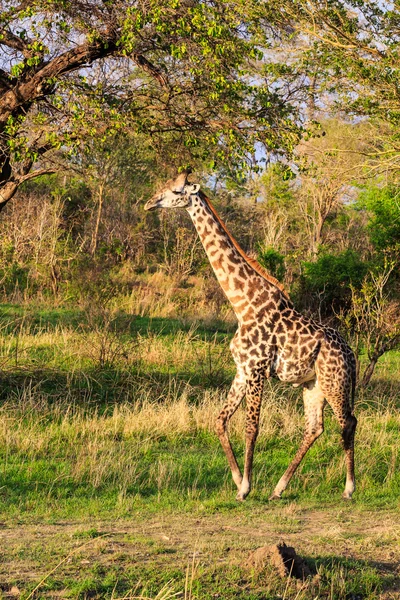 Giraffe läuft durch eine typisch afrikanische Landschaft — Stockfoto