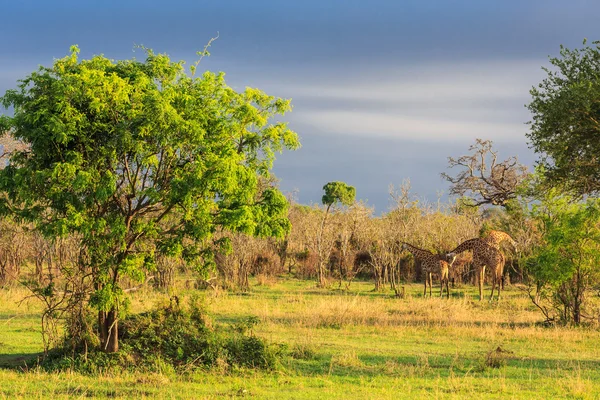 Plusieurs girafes marchant et mangeant dans un paysage — Photo