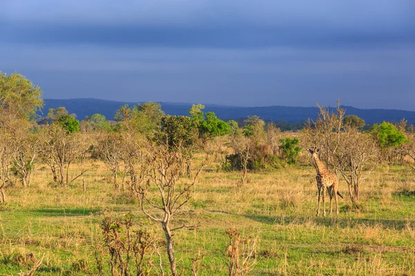 Tipik bir Afrika manzara ile yürüyüş zürafa — Stok fotoğraf