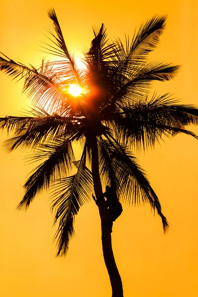 Orange glow sunset with a palm tree silhouette — Stock Photo, Image
