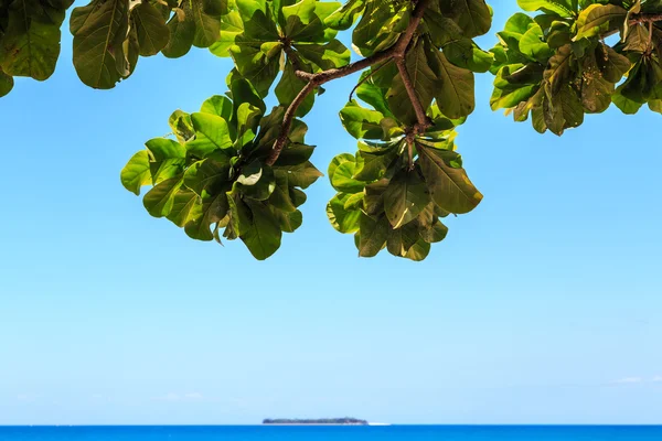 View from underneath a tree on a tropical island — Stock Photo, Image