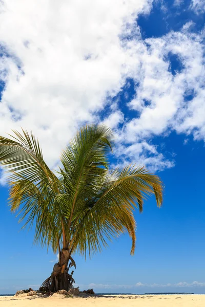 Palm tree on a tropical beach against a blue sky — Stock Photo, Image