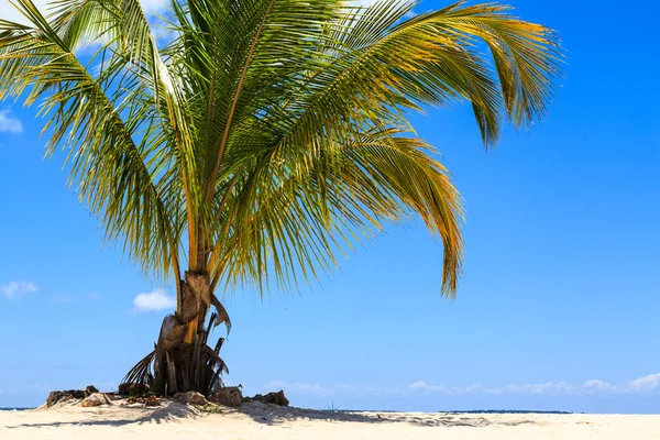 Palma su una spiaggia tropicale contro un cielo blu — Foto Stock