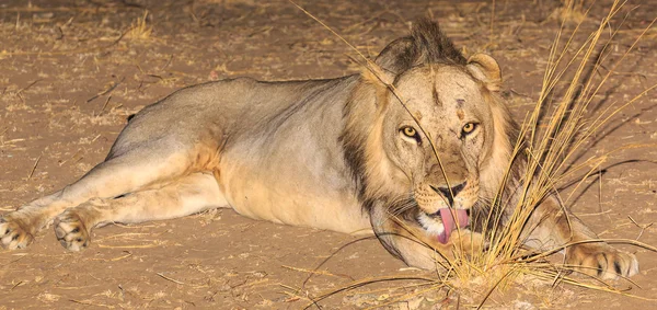 Leão macho deitado no chão à noite — Fotografia de Stock
