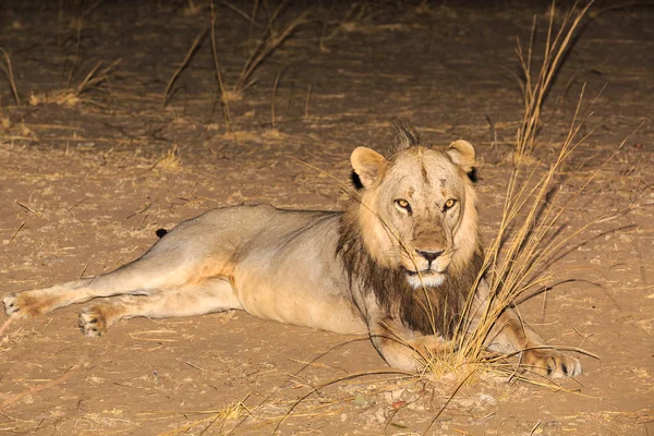 León macho acostado en el suelo por la noche —  Fotos de Stock