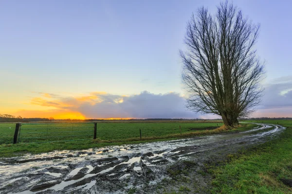 Muddy sand road with trees at sunrise — Stock Photo, Image