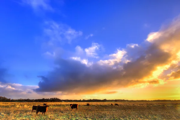 朝の光の草原で牛 — ストック写真