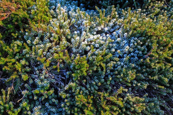 Raureif an Heidekraut im Winter — Stockfoto