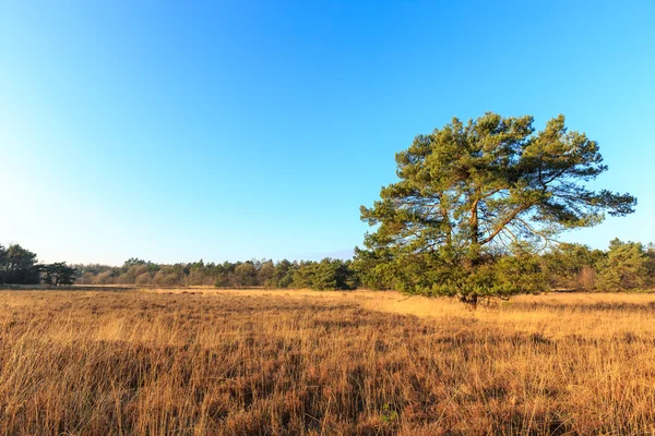 Paisaje de brezo en el resplandor de la tarde en Holanda — Foto de Stock