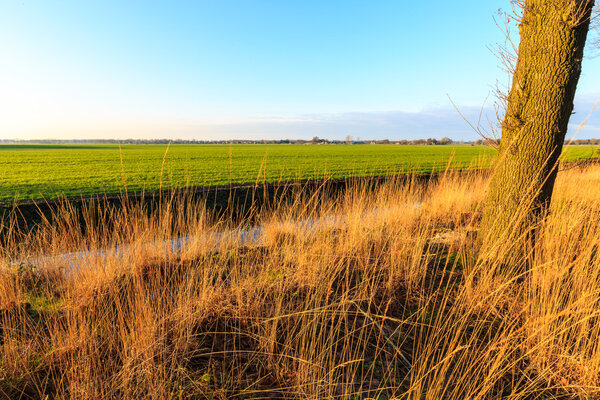 Травянистая местность на закате в голландском пейзаже
