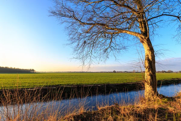 Un árbol en el resplandor de la tarde en el campo —  Fotos de Stock