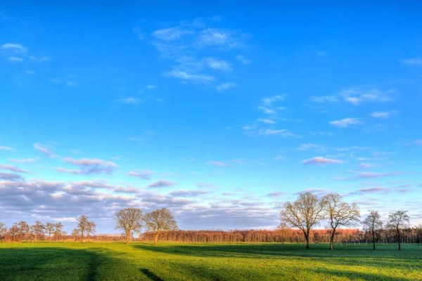 A grassland in a typical dutch landscape at sunset — Stock Photo, Image