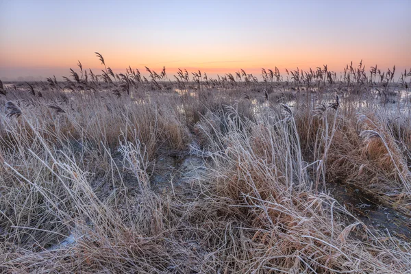 Frost på rørblad i vinterlandskap om morgenen – stockfoto