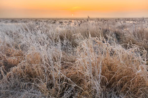 Kaldt vinterlandskap i våtmarksområder ved solnedgang – stockfoto