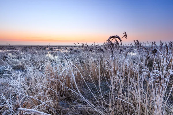 Hoar helada en la caña en un paisaje de invierno por la mañana —  Fotos de Stock