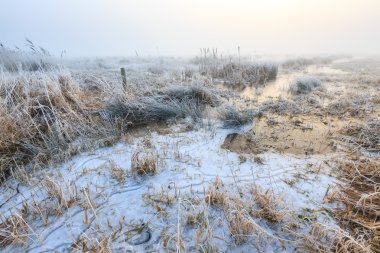 Soğuk kış manzara sis ile sulak alanların