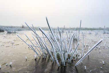 Bir kış gününde çim detay Don ile yakından