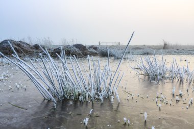 Bir kış gününde çim detay Don ile yakından