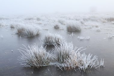 Bir kış gününde çim detay Don ile yakından