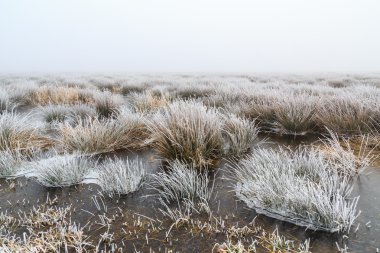 Sis ve detay Don ile sulak alanların soğuk kış manzarası