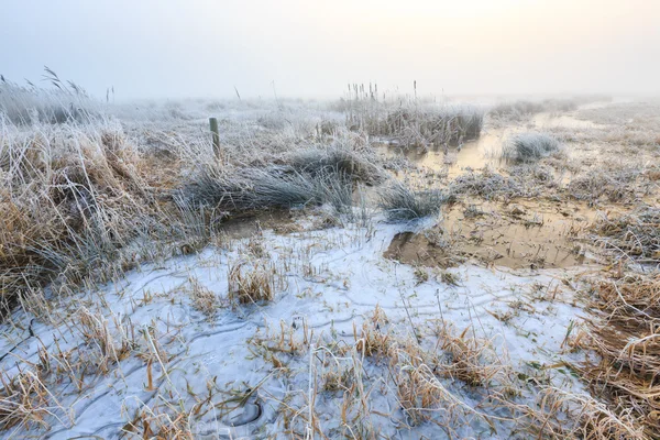 Frío paisaje invernal de humedales con niebla —  Fotos de Stock