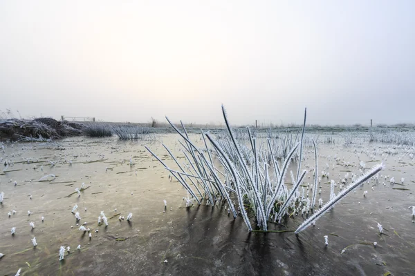 El primer plano de la hierba con la escarcha en un día de invierno — Foto de Stock