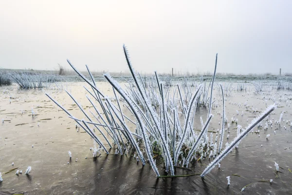 Bir kış gününde çim detay Don ile yakından