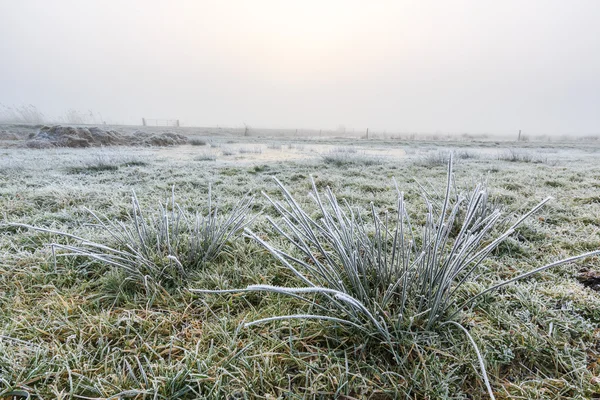 El primer plano de la hierba con la escarcha en un día de invierno — Foto de Stock