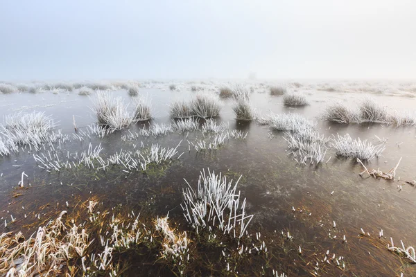 Koude winterlandschap van wetlands met mist en hoar vorst — Stockfoto