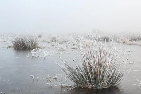 Närbild på gräset med hoar frost en vinterdag — Stockfoto