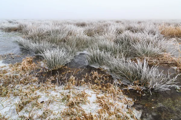 Frío paisaje invernal de humedales con niebla y escarcha — Foto de Stock