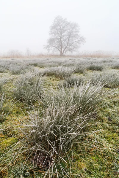 Paisaje invernal de pastizales en la mañana brumosa — Foto de Stock