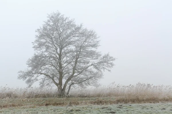 Trær som står i tåkete vinterlandskap – stockfoto