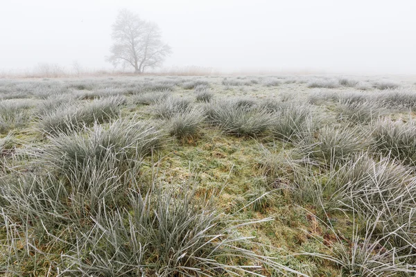 Winterlandschaft aus Grasland am nebligen Morgen Stockbild