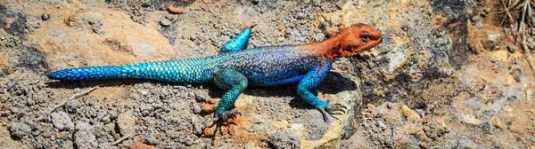 Цветная синяя африканская ящерица на скале — стоковое фото