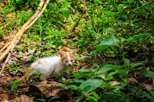 Тощий бедный котенок идет через кусты — стоковое фото