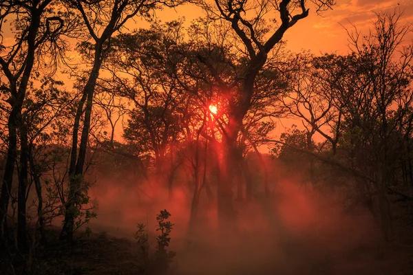 Lueur orange d'un coucher de soleil africain — Photo