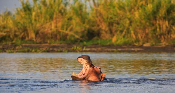 Ippona con la bocca aperta in acqua — Foto Stock