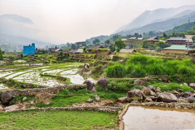 Vietnam 'ın kuzeyindeki Sapa' da teraslı pirinç tarlaları.