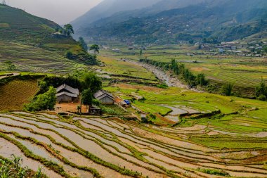 Vietnam 'ın kuzeyindeki Sapa' da teraslı pirinç tarlaları.
